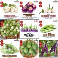 50 - 100 Biji BENIH TERUNG EGGPLANT BRINJAL PELBAGAI VARIASI YUMI ANTARBOGA LEZATA HIJAU PUTIH BULAT