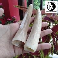 pipa rokok once taring iga duyung D700