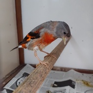 Terbaru Burung Red Siskin Klasik Betina Siapan Kode 277