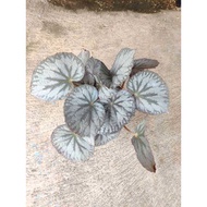 Begonia sp - Silver - ornamental plant - indoor plant
