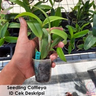 borma || Catleya Seedling Cattleya Anggrek Cattleya