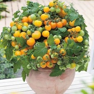 ［包郵］矮身黃蕃茄/車厘茄種子/Yellow Cherry Tomato/Dwarf tomato seeds