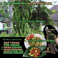 Stink Stinky Bitter Bean 臭豆 5pcs Fresh Stem Stems Cuttings Vegetable Easygrow Sambal Pharmacy Tradit