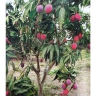 Pokok Mangga Irwin Hybrid