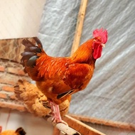 Stock Ready Telur Tetas/Fertil Ayam Merawang Ori Jumbo Terlaris