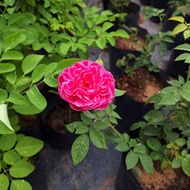 Bunga rose kampung / sangat wangi warna pink / tahan panas / tahan hujan