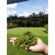 [Azolla] 🌟STARTER KIT🌟MAKANAN TAMBAHAN TERNAKAN