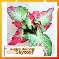 🍃 CALADIUM : "SHYCOOL" (GRED AAA) 🍃 [Caladium Plants-Pokok Keladi / Real Live Plant] 🍃