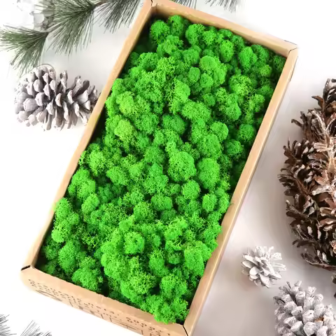 Preserved Reindeer Moss Natural Green Stabilized Moss DIY Micro Landscape Wall Decor Terrarium Weddi