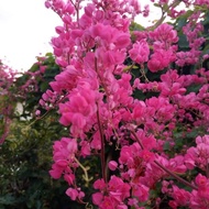 Pokok bunga menjalar air mata pengantin pink / pink coral vine