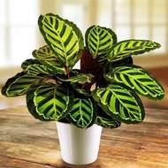 【COD】10pcs Rare Calathea Seeds Air Freshening Plants Seeds #SW21