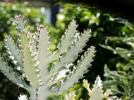 Euphorbia white ghost/กระดูกมังกรขาว/cactus ส่งแบบตัดกิ่งสด