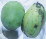WMW Mangga Indramayu mentah per kg