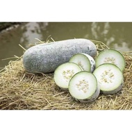Ready stock kundur besar biji benih 白皮冬瓜籽