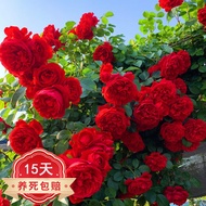 Beauty  Climbing Vine Chinese Rose Fragrant Big Flower Four Seasons Climbing Wall Garden Flowering Flower Pot without Po