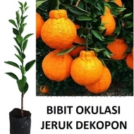 bibit jeruk dekopon jumbo