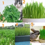 เมล็ด หญ้า สำหรับสัตว์เลี้ยง / แคทนิป หรือ กัญชาแมว / ต้นหญ้าแมว Wheat / หญ้า อาหารสัตว์ / ออชาร์ต O