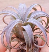 空氣草&霸王xbc(🔥pm問價&會優惠價出售)#Tillandsia #空氣鳳梨 #Airplant #植物