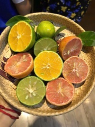 Cây giống chanh tứ quý ruột vàng