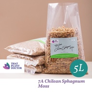 7A Chilean Sphagnum Moss (5L)
