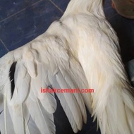 Ayam Putih Selap Hitam Jantan Dewasa Sanggar Delima