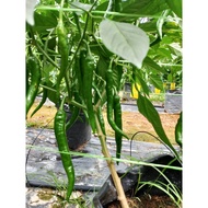 CILI HIJAU BESAR SAKATA 461