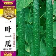 Green Stuffed Cucumber Seeds One Leaf One Melon Cucumber Seeds Vegetable Garden Farm Cucumber Seeds 