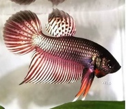 smaragdina copper spade tail male wild betta