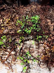 Commiphora sp eyl somalia 念珠橄欖