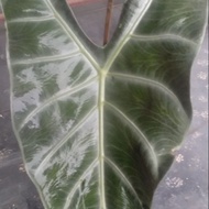 Alocasia Longiloba Purple colour / Keladi hutan / Keladi Hiasan