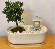 羅漢松