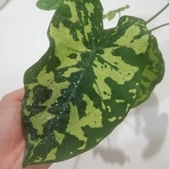 Caladium Hilo Beauty/Keladi thai cantik/Pokok keladi/Indoor plant/Bunga caladium