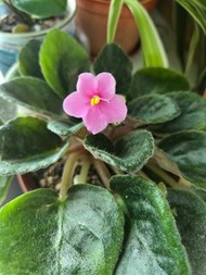 非洲紫羅蘭盆栽，粉色花朵非洲紫羅蘭盆栽，花色鮮豔，紫羅蘭幼苗，葉片浸出根