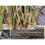 10 cuttings already have raw roots LIKE MILK GRASS NLT01 1 cutting with 3 eyes (leafs without dragon