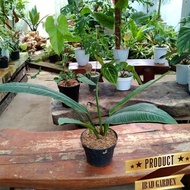 TERMURAH TANAMAN HIAS PHILODENDRON LINET