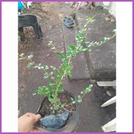 ♧ ◒ ◴ FUKIEN TEA (TSAANG GUBAT) SMALL SIZE