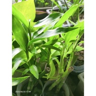 Pokok lucky bamboo hijau