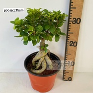 🌱 Ficus microcarpa bonsai🌱 🌱outdoor plant 🌱🌱Indoor plant 🌱READY STOCK🚚🚚