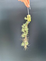 空氣草 空氣鳳梨 Tillandsia funckiana (小狐尾)