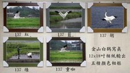 金山白鶴寫真 12x18吋相紙輸出(布面、光面任選) 五種顏色相框(紅、藍、胡、綠、重咖)