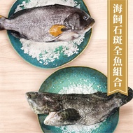 【澎食】 海賜石斑組合(夢幻石斑550g*1、龍虎石斑600g*1)