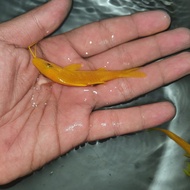 ikan hias laut jenggot kuning