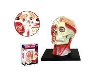 4D Vision หุ่นจำลองศีรษะ 4 มิติ