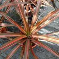 bromeliad ananas eruption live plant