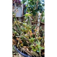 Pokok Jarum 7 Bilah *Keratan Segar Btg BERTUNAS (20cm)(Ikhtiar Penyakit Kanser)