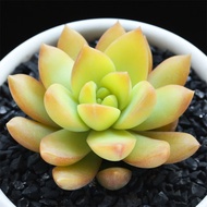 Amazing   Succulent Plants Pot Novice Package Succulent Office Mini Green Plant Flower Pot