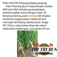 Terlaris Benih Bibit Padi Ciputri Ciherang Mulai Panjang 90 Hari Galur