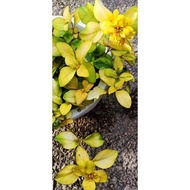 Murah‼️Lysimachia Wakiki Sunset/Pokok bunga kuning gantung hidup🌸