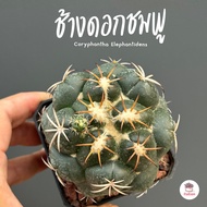 ช้างชำหน่อ ดอกชมพู Coryphantha Elephantidens แคคตัส กระบองเพชร cactus&amp;succulent