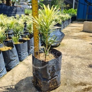 TKL - Podocarpus Seedling/ Podocarpus Japanese/Tiger Spot 兰屿罗汉松苗/日本罗汉松/大虎斑罗汉松